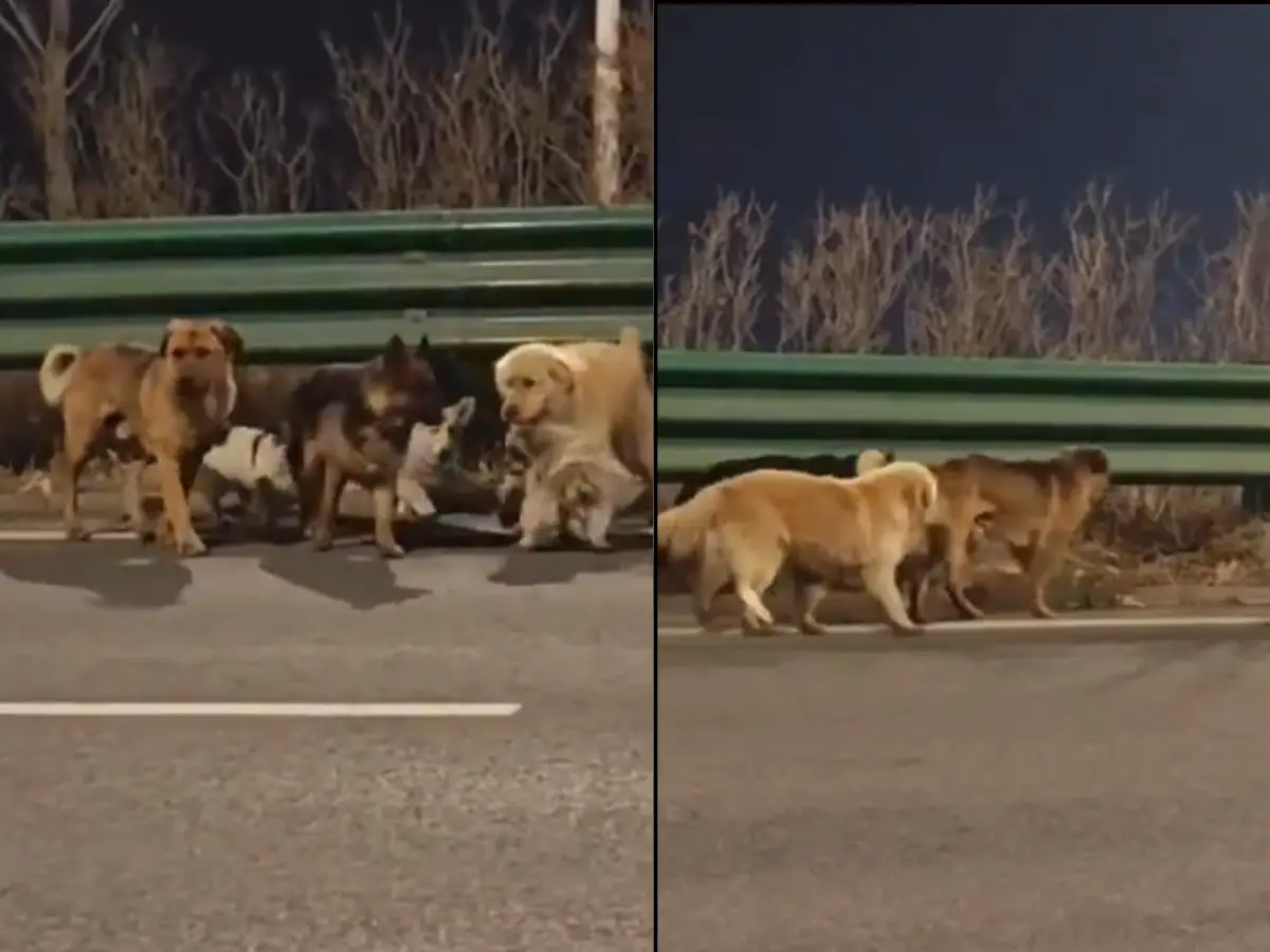 How did Corgi and his friends know where to go? Dogs have an 'internal compass'