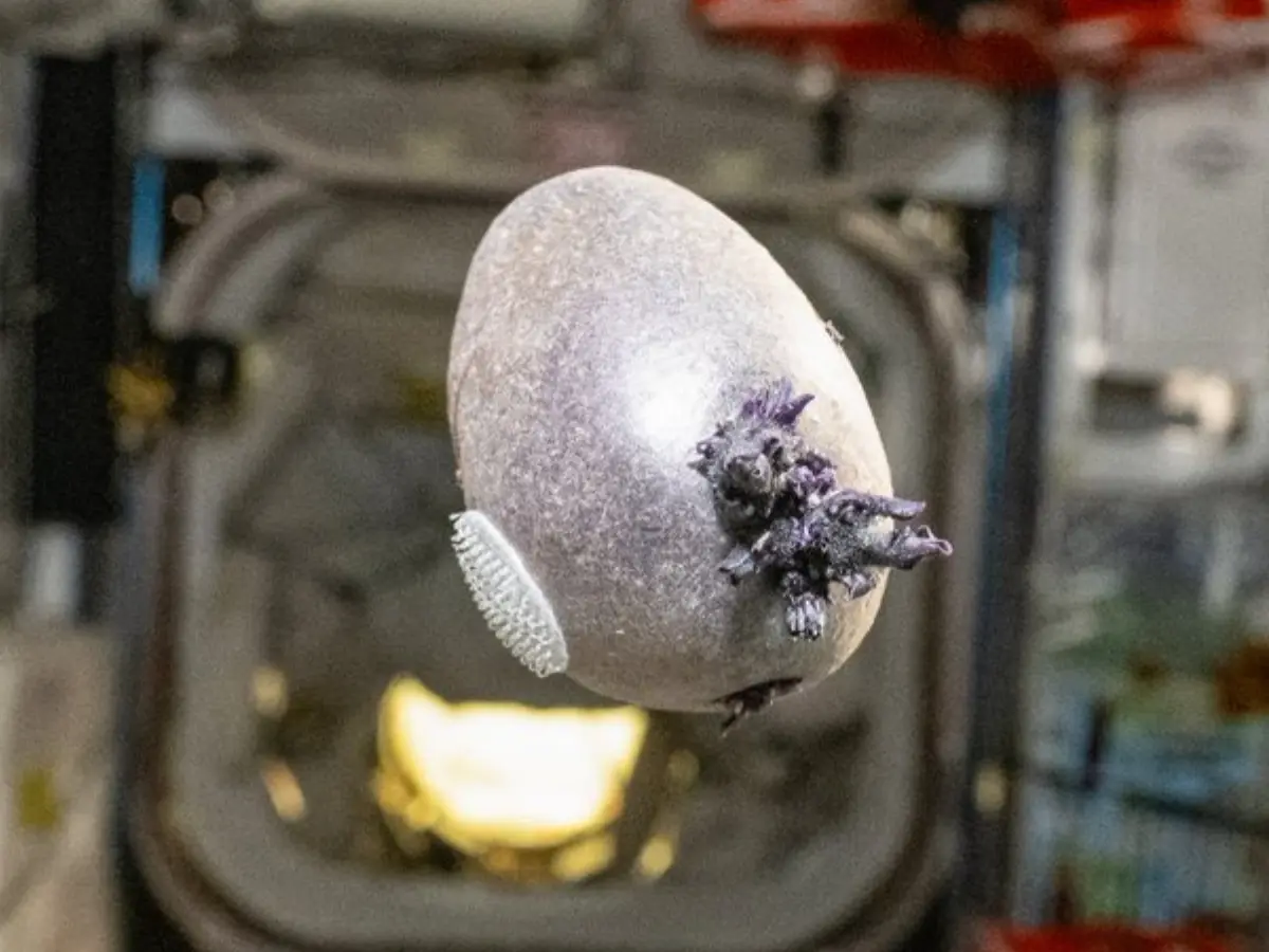 Strange, black object photographed growing at the space station: 'Spudnik-1, an orbiting...' Strange, black object photographed growing at the space station: 'Spudnik-1, an orbiting...'