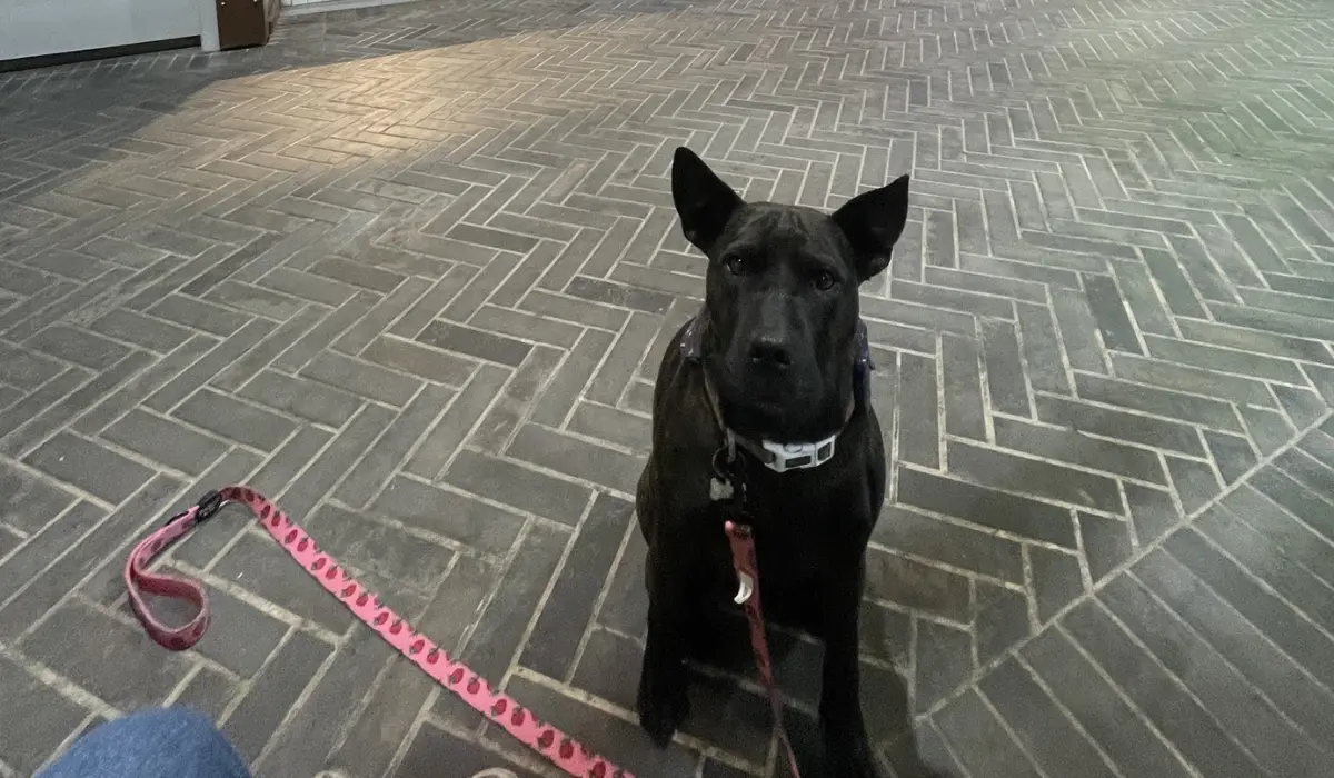 Man uses ChatGPT to help design an mRNA vaccine to save his dog; OpenAI CEO Sam Altman reacts