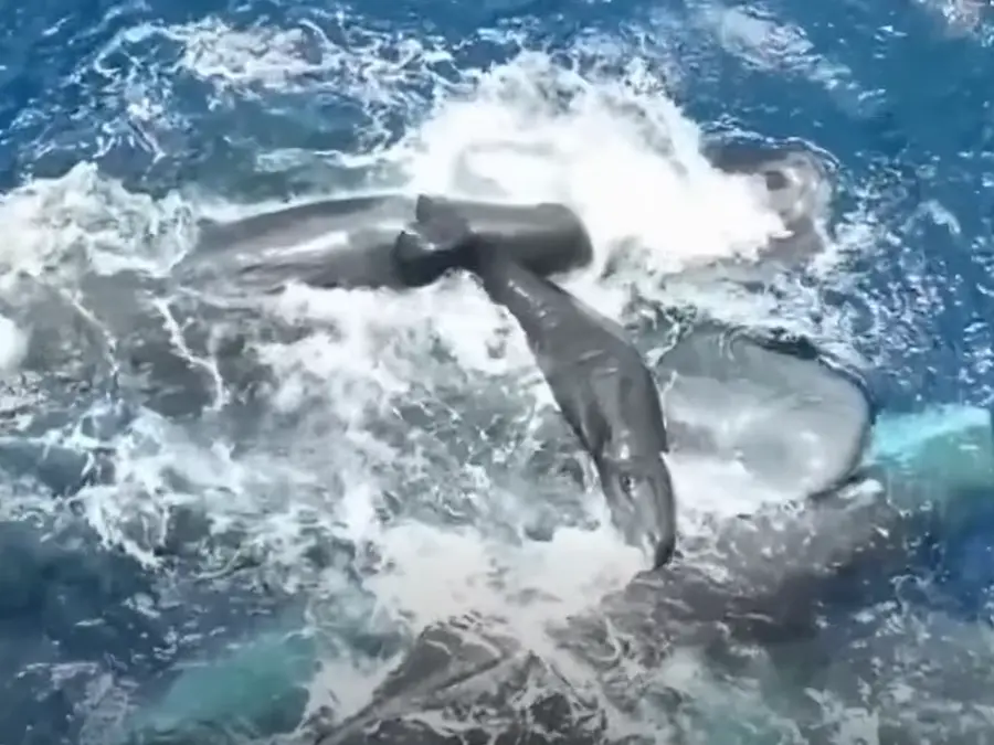 WATCH | Scientists capture rare footage showing sperm whales assisting mother during birth