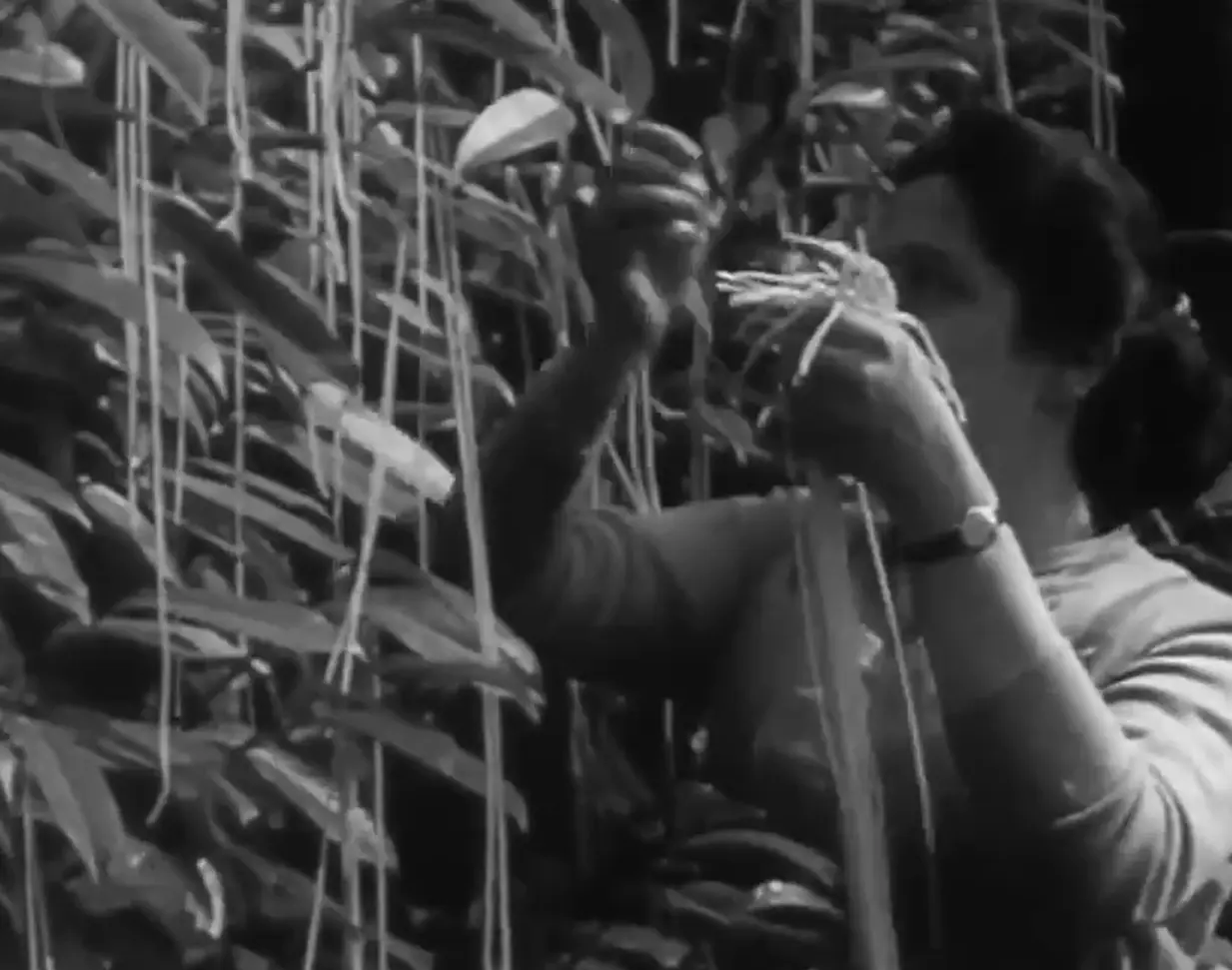 3. The great spaghetti harvest