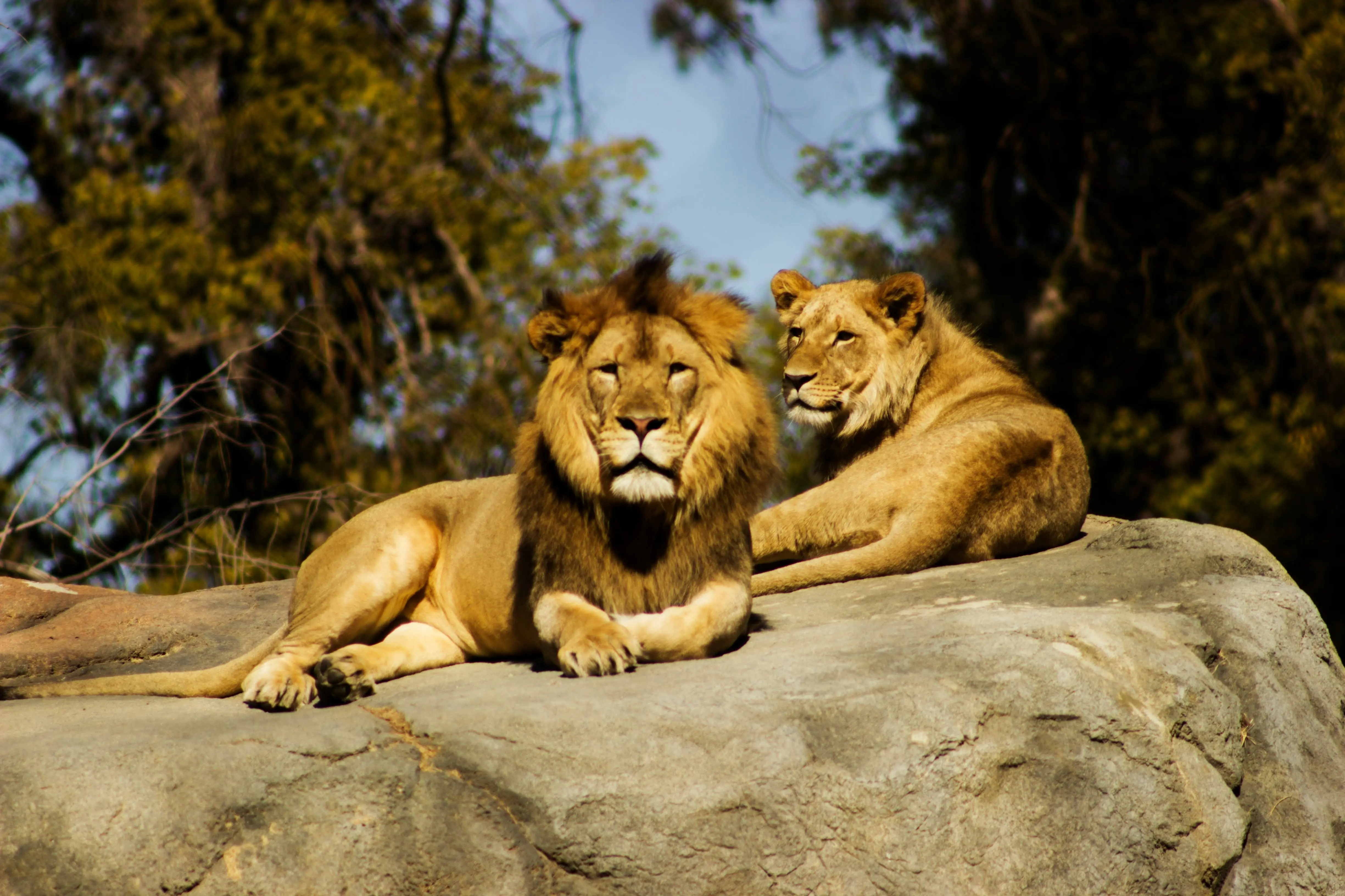 4. The washing of the lions