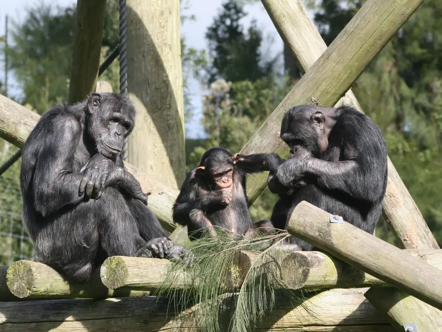 Chimpanzees are acting like humans and killing their own in civil wars, study finds