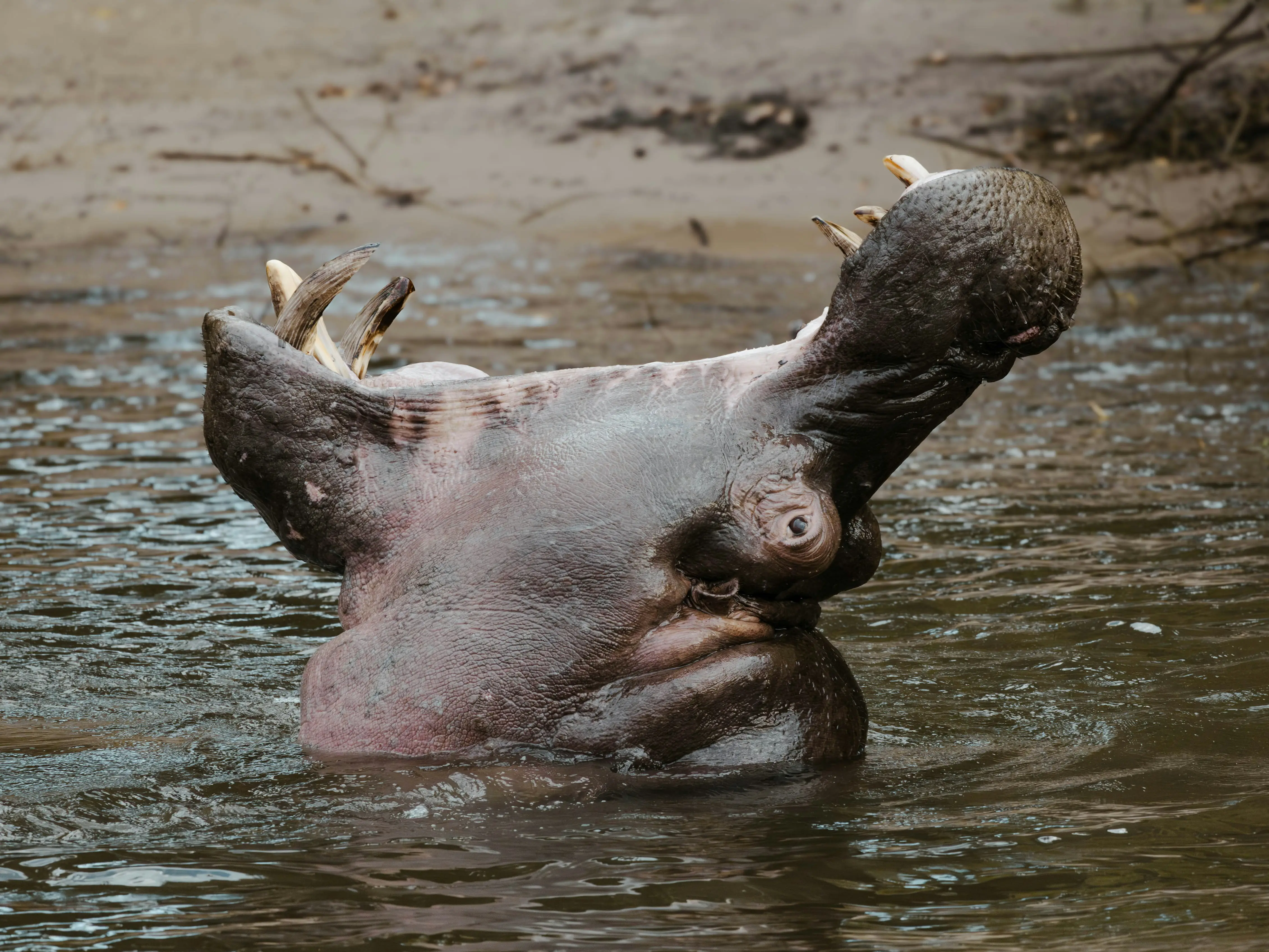 Colombia will kill Pablo Escobar's 80 'cocaine hippos'. Here's why Colombia will kill Pablo Escobar's 80 'cocaine hippos'. Here's why