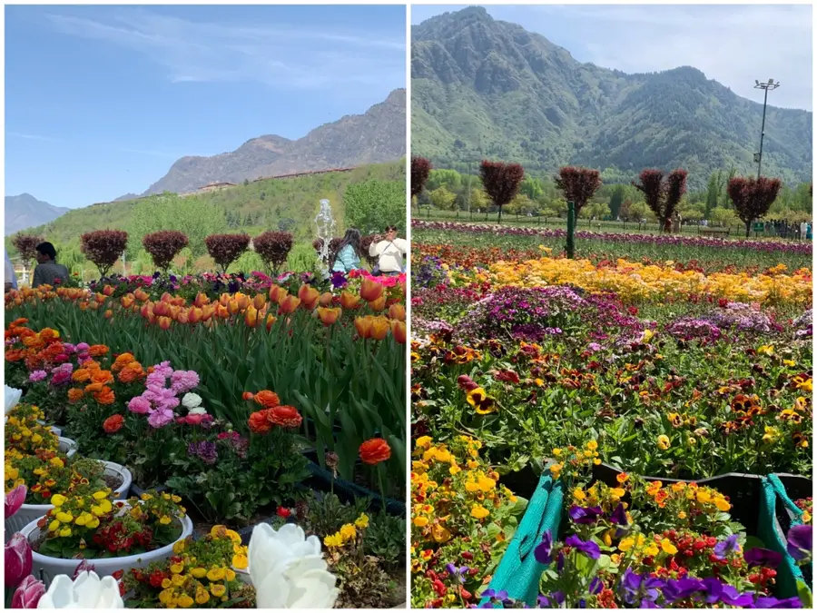Srinagar Tulip Garden draws record crowds, signals tourism revival in Kashmir