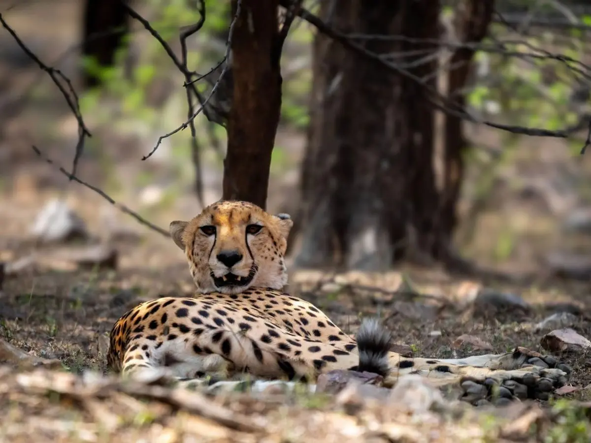 Nature’s plot twist! Tiger, cheetah, leopard spotted together in ‘rare’ moment in Rajasthan’s Ranthambore – WATCH Nature’s plot twist! Tiger, cheetah, leopard spotted together in ‘rare’ moment in Rajasthan’s Ranthambore – WATCH