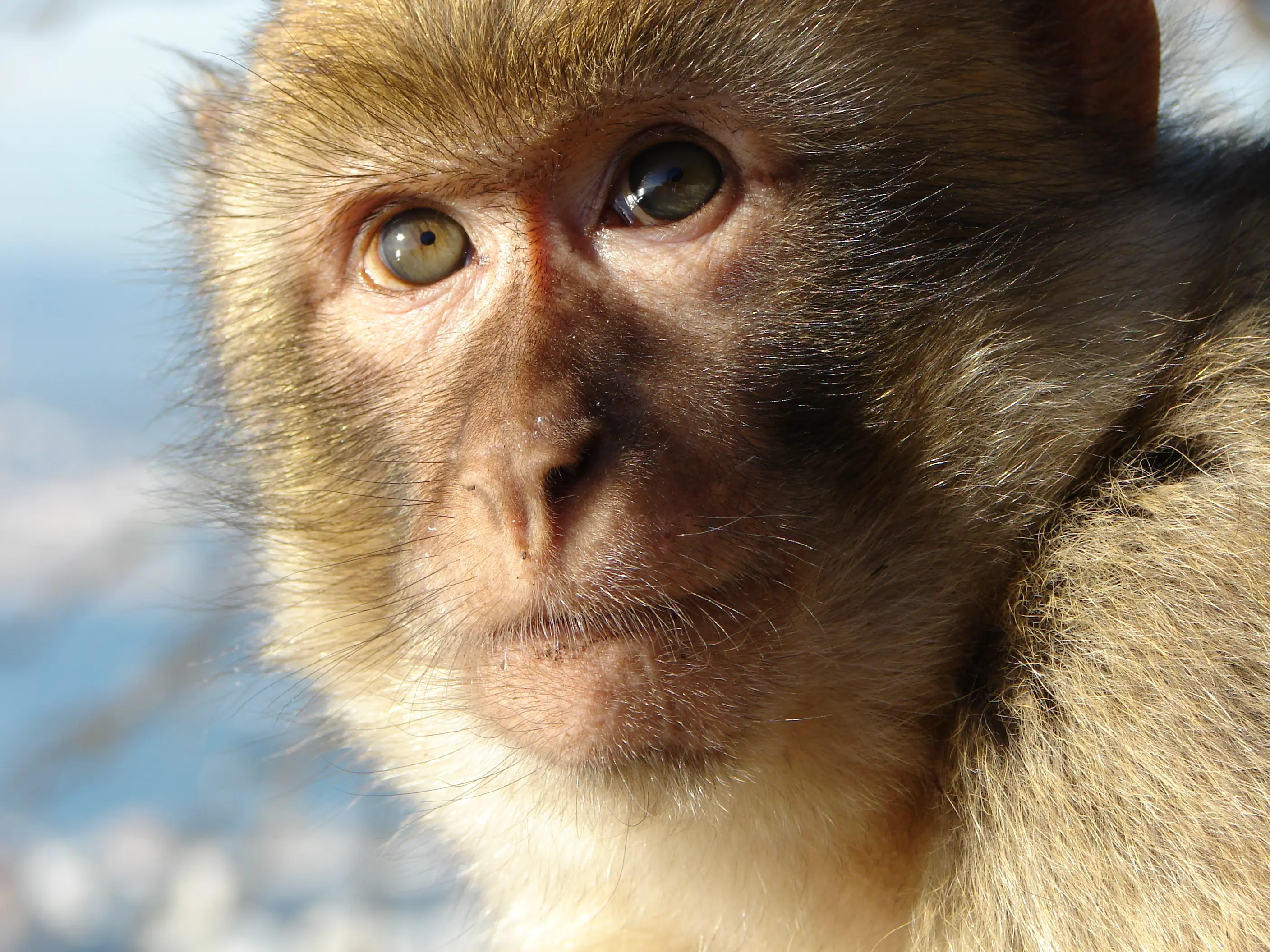 Monkeys of Gibraltar are relishing junk food followed by dirt because of humans Monkeys of Gibraltar are relishing junk food followed by dirt because of humans