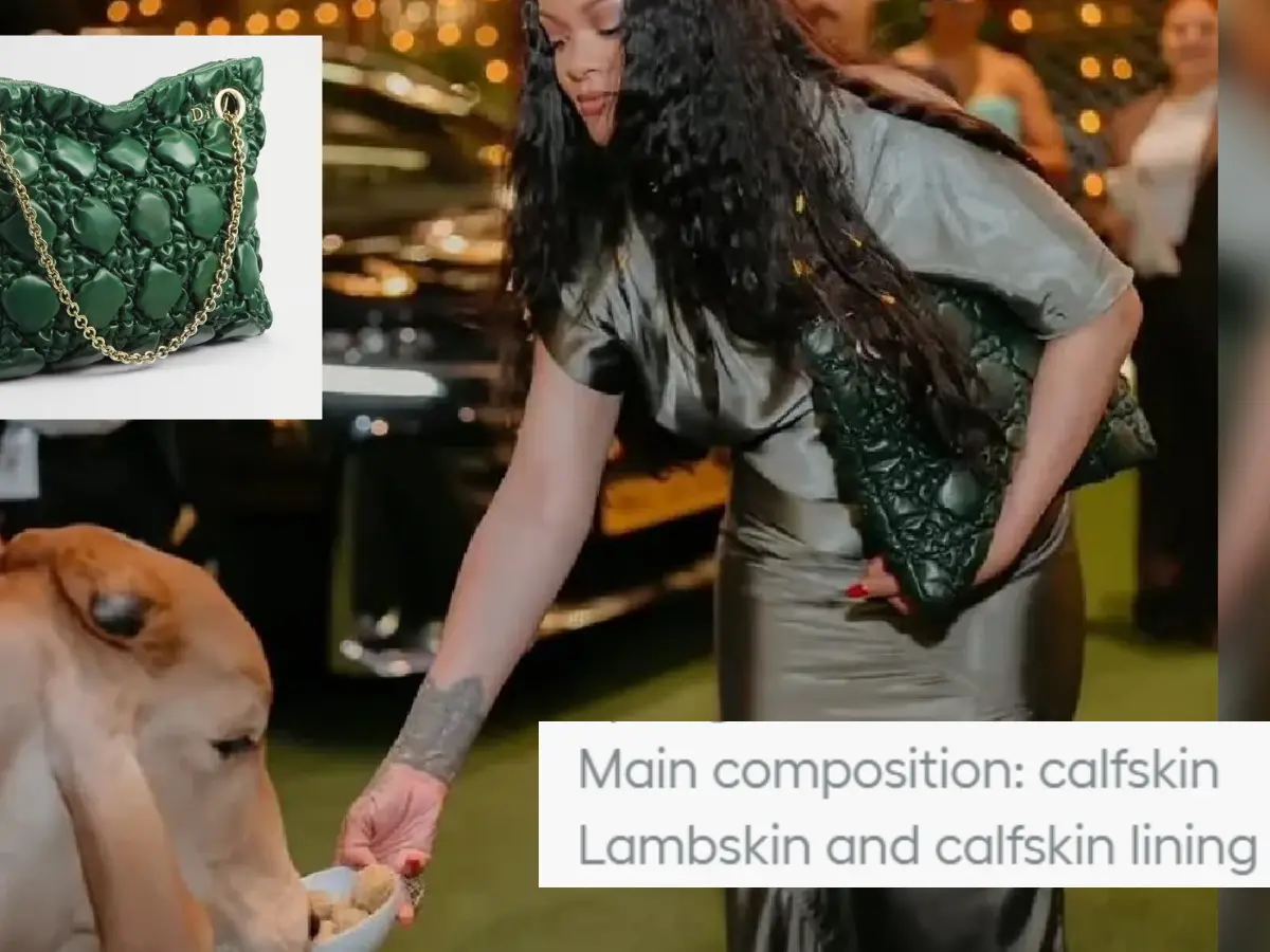 Rihanna feeds cow while holding Rs 4 lakh bag made of ‘calfskin’; netizen call it,'peak hypocrisy!' Rihanna feeds cow while holding Rs 4 lakh bag made of ‘calfskin’; netizen call it,'peak hypocrisy!'
