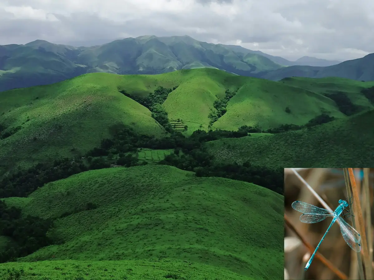 Ecological disaster unfolding in Western Ghats as one insect goes 'missing' in India Ecological disaster unfolding in Western Ghats as one insect goes 'missing' in India