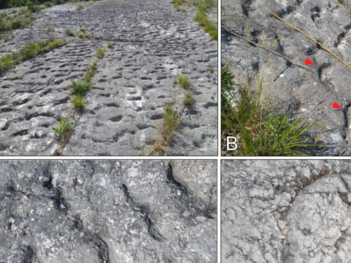 1,000 identical marks on a rock in Italy are from an ancient underwater stampede. Who made them? 1,000 identical marks on a rock in Italy are from an ancient underwater stampede. Who made them?