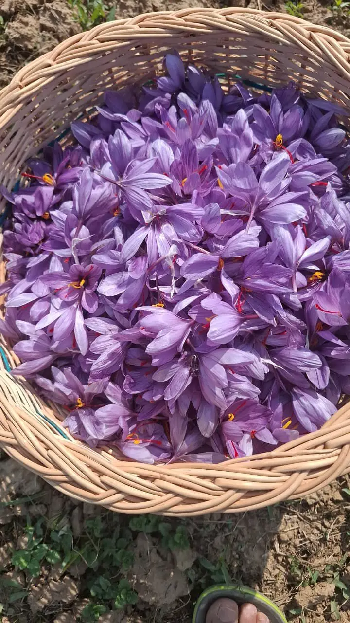 Porcupine menace threatens Kashmir’s saffron industry, farmers seek urgent government help