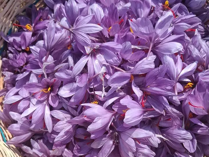 Porcupine menace threatens Kashmir’s saffron industry, farmers seek urgent government help Porcupine menace threatens Kashmir’s saffron industry, farmers seek urgent government help