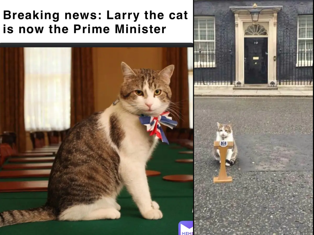 6 PMs in 15 years: Chief Mouser, Larry the Cat, weighs in on UK's political crisis - 'Whether Starmer stays or goes...' 6 PMs in 15 years: Chief Mouser, Larry the Cat, weighs in on UK's political crisis - 'Whether Starmer stays or goes...'
