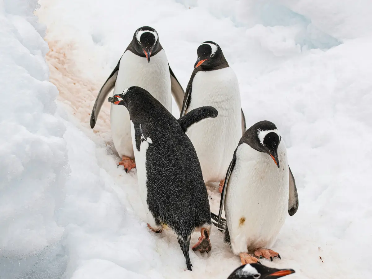 Scientists stumble upon a brand new penguin species hidden for 300,000 years Scientists stumble upon a brand new penguin species hidden for 300,000 years