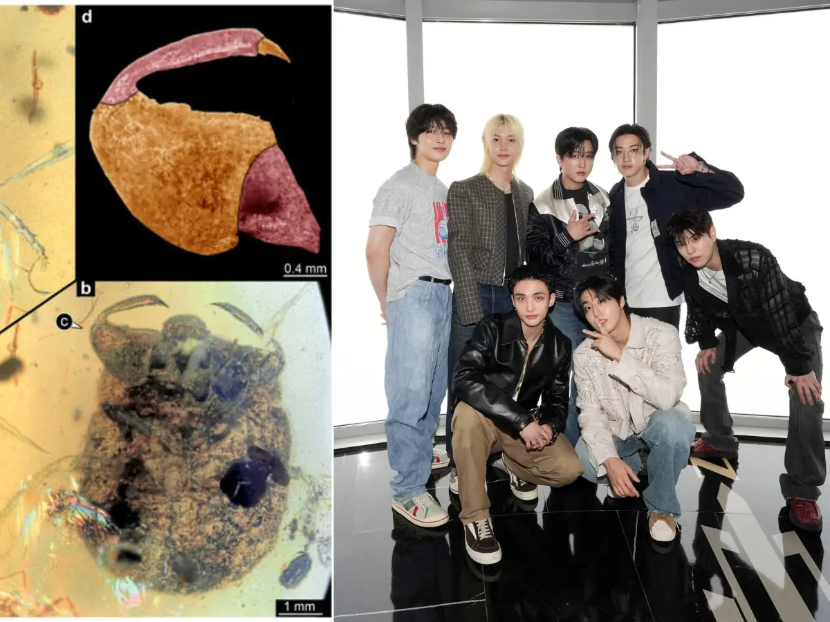 100-million-year-old insect discovered in Myanmar named after K-pop band Stray Kids. Here's why