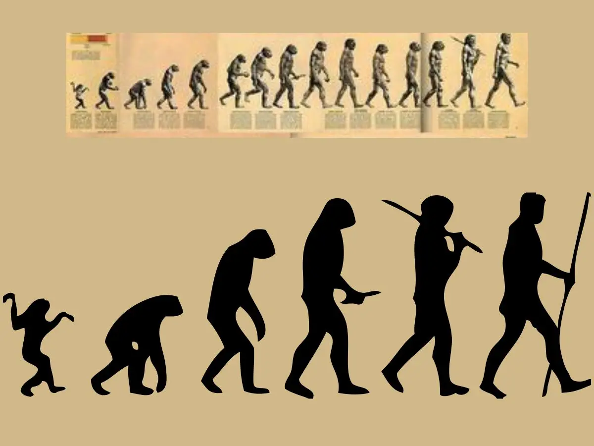 Why 90% of humans are right-handed may be linked to walking upright, new study finds
