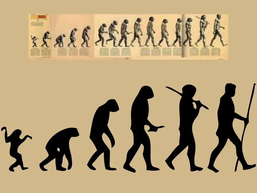 Why 90% of humans are right-handed may be linked to walking upright, new study finds