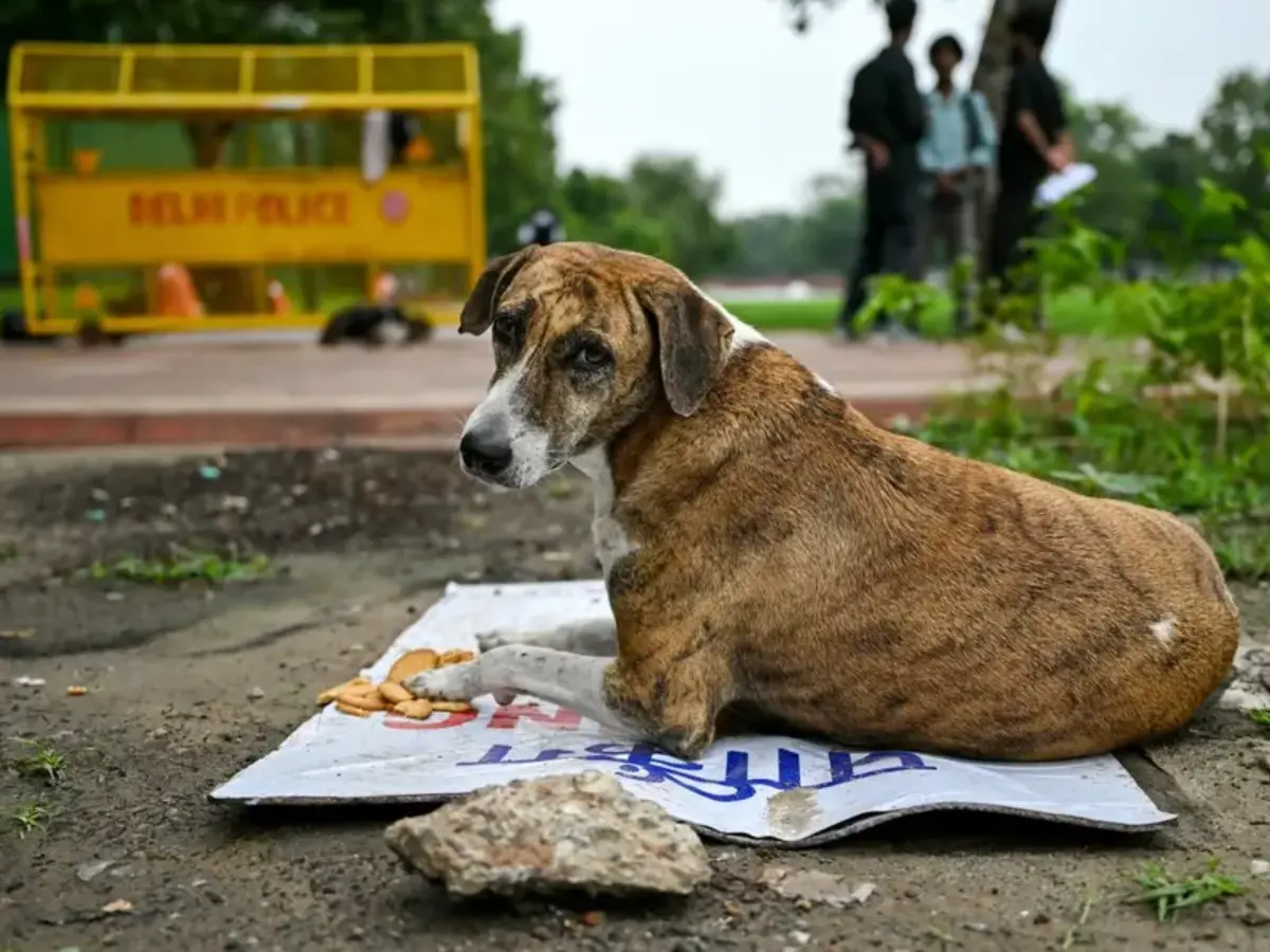 'Menace of dog bites...': Supreme Court refuses to change order on removing stray dogs - What it said 'Menace of dog bites...': Supreme Court refuses to change order on removing stray dogs - What it said