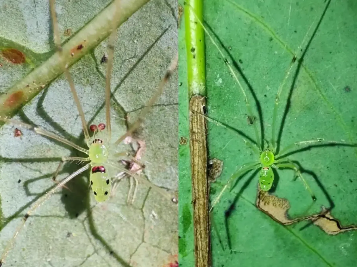 Smiley face spider discovered in Indian Himalayas. It was only ever found in Hawaii