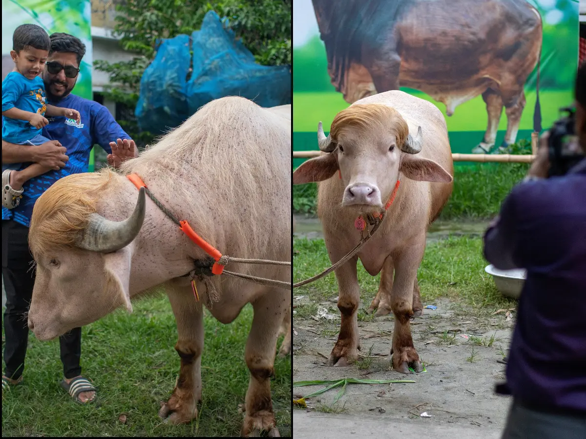 Viral 'Trump' buffalo is experiencing stress-induced weight loss ahead of sacrifice Viral 'Trump' buffalo is experiencing stress-induced weight loss ahead of sacrifice