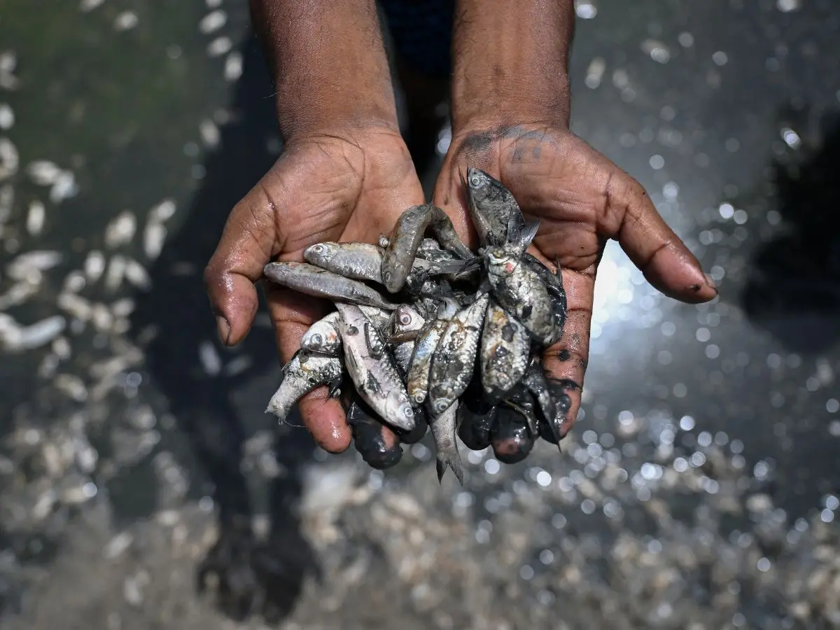Mass fish deaths