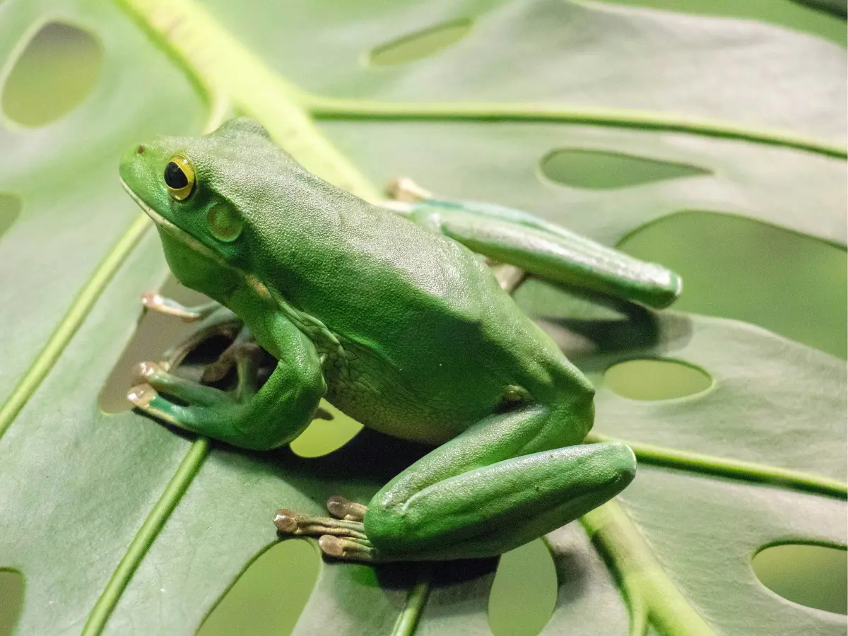 British man dies from 'detox' ritual that uses poison from giant leaf frog British man dies from 'detox' ritual that uses poison from giant leaf frog