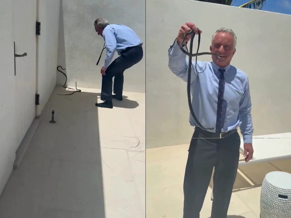 ‘Snake oil salesman removing snakes’: RFK Jr shares video grabbing live snakes with bare hands, sparks backlash ‘Snake oil salesman removing snakes’: RFK Jr shares video grabbing live snakes with bare hands, sparks backlash