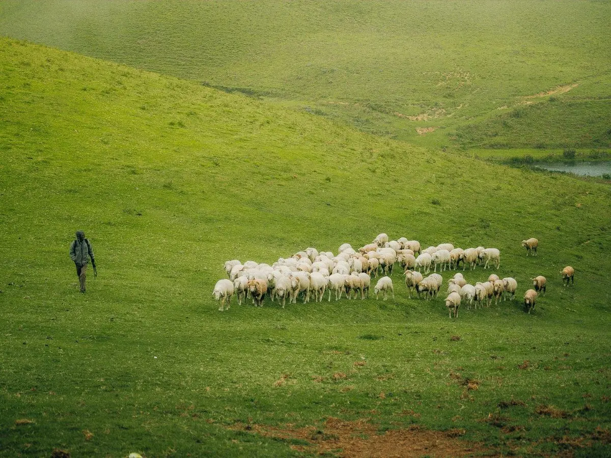 Why are thousands of young Chinese applying for shepherd jobs? Viral ad exposes labour market strains Why are thousands of young Chinese applying for shepherd jobs? Viral ad exposes labour market strains