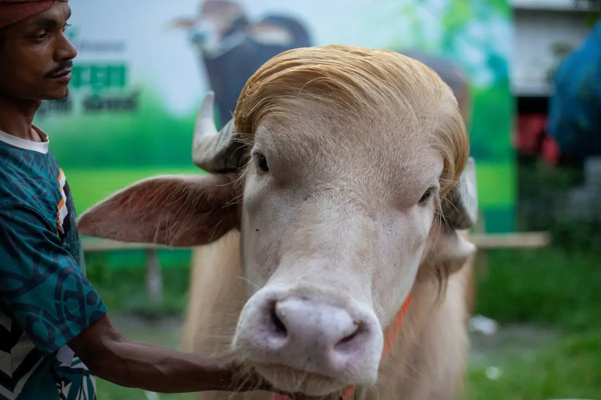 'Donald Trump' buffalo saved from Eid sacrifice in Bangladesh: Netizens ask 'Did White House intervene'