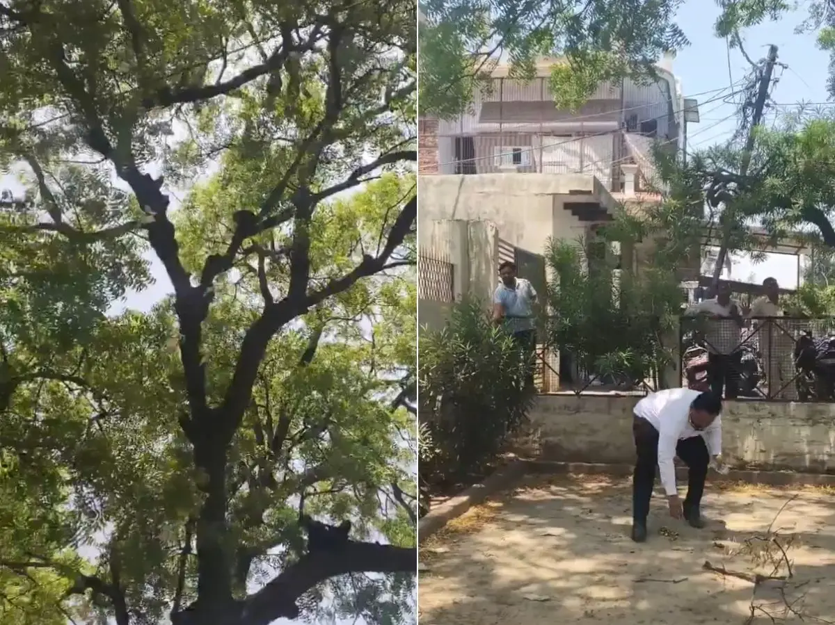 Monkey heist! Notes rain from tree after bag with Rs 2 lakh snatched in UP’s Bulandshahr court – WATCH Monkey heist! Notes rain from tree after bag with Rs 2 lakh snatched in UP’s Bulandshahr court – WATCH