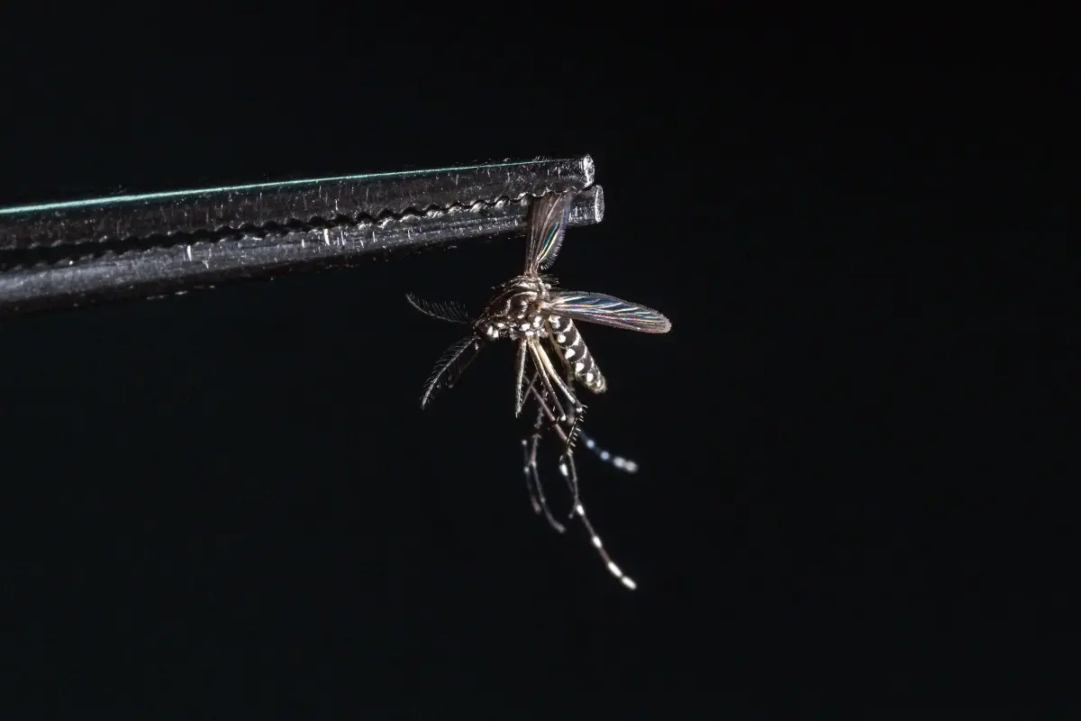 Google wants to do in Florida what Singapore already did with mosquitoes