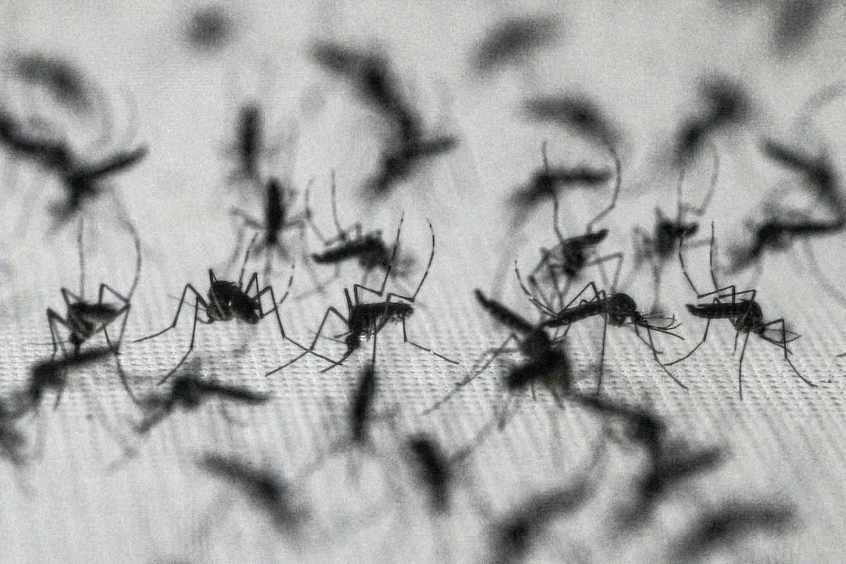 Why mosquitoes became a national concern