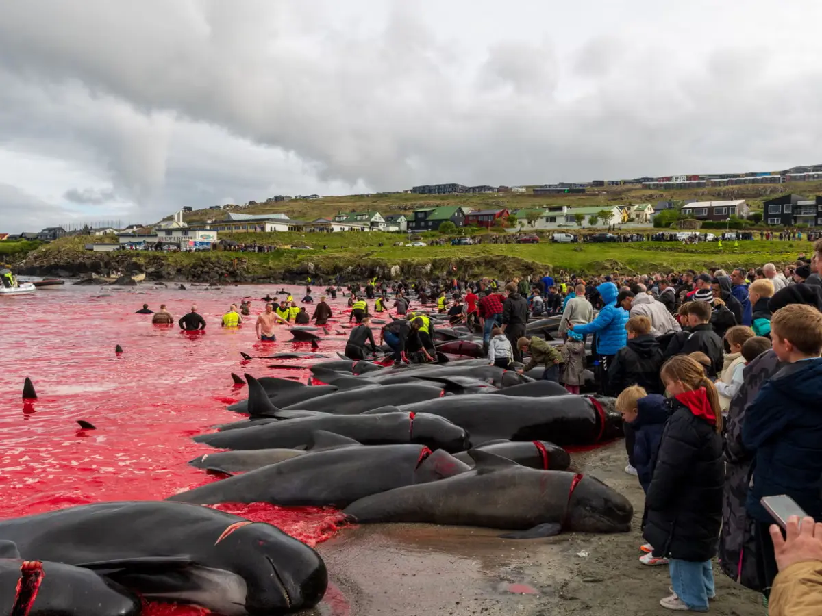 1,000-year-old Viking tradition sees over 700 whales and dolphins massacred 1,000-year-old Viking tradition sees over 700 whales and dolphins massacred