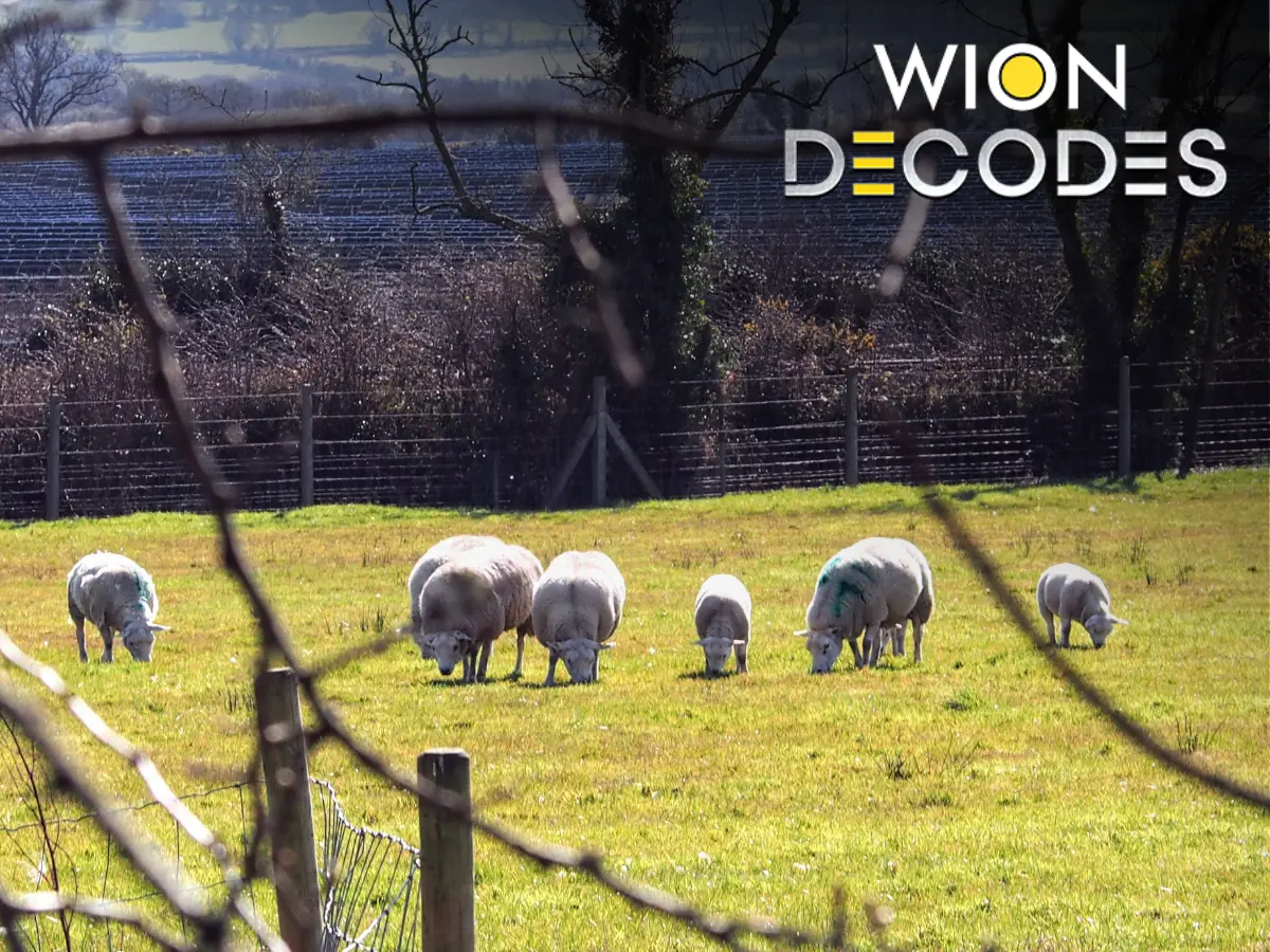 World Environment Day: Sheep are 'making hay while the sun shines', fixing a major solar panel problem World Environment Day: Sheep are 'making hay while the sun shines', fixing a major solar panel problem