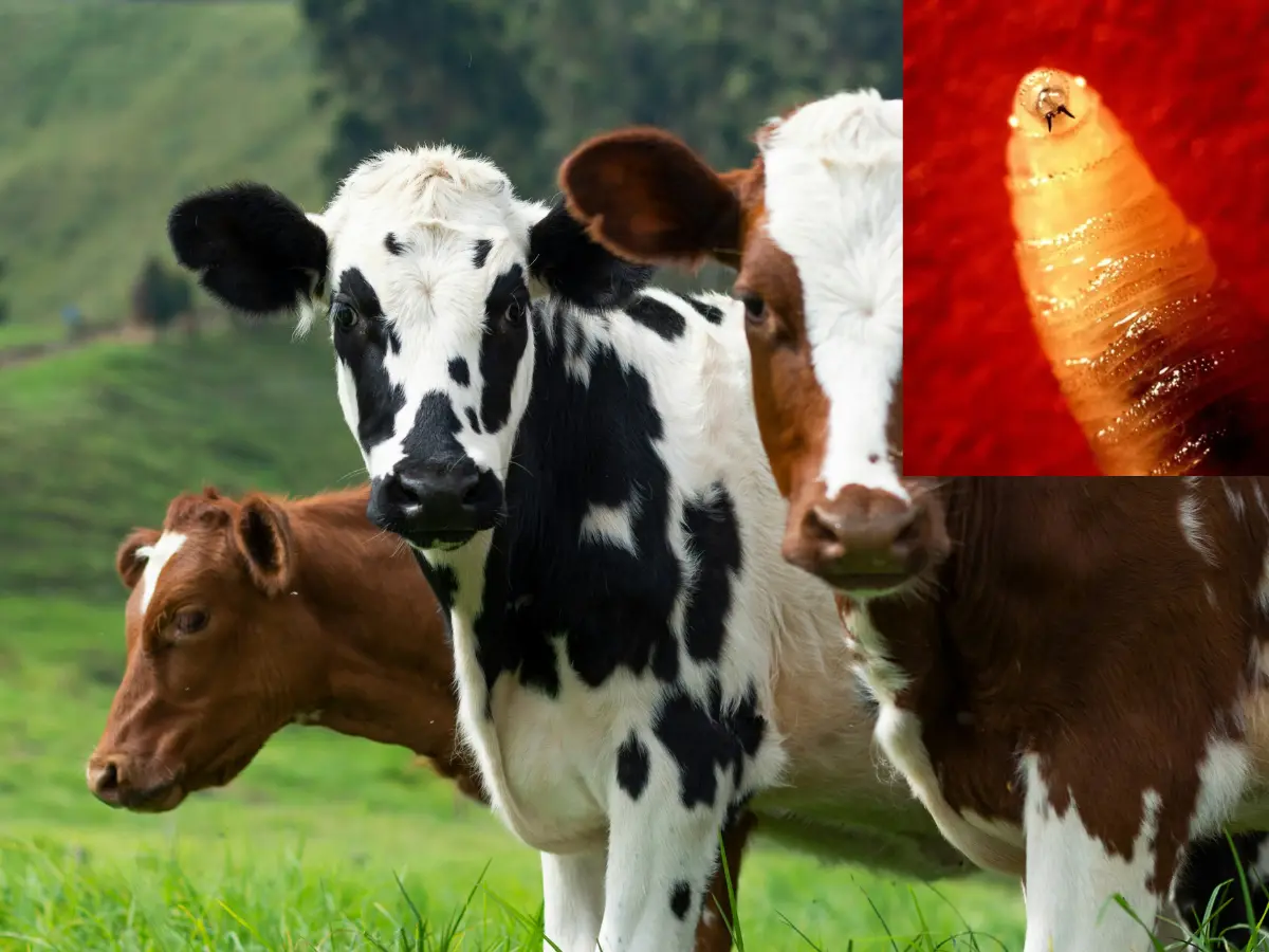Screwworm found in Texas cow: Can they infect humans? How did they return to US after 60 years? Screwworm found in Texas cow: Can they infect humans? How did they return to US after 60 years?