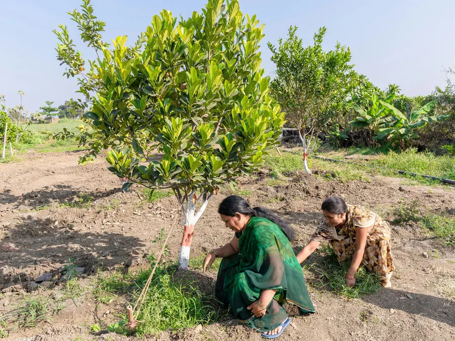 90% El Niño certainty: Why trees are India’s best defence against agrarian crisis