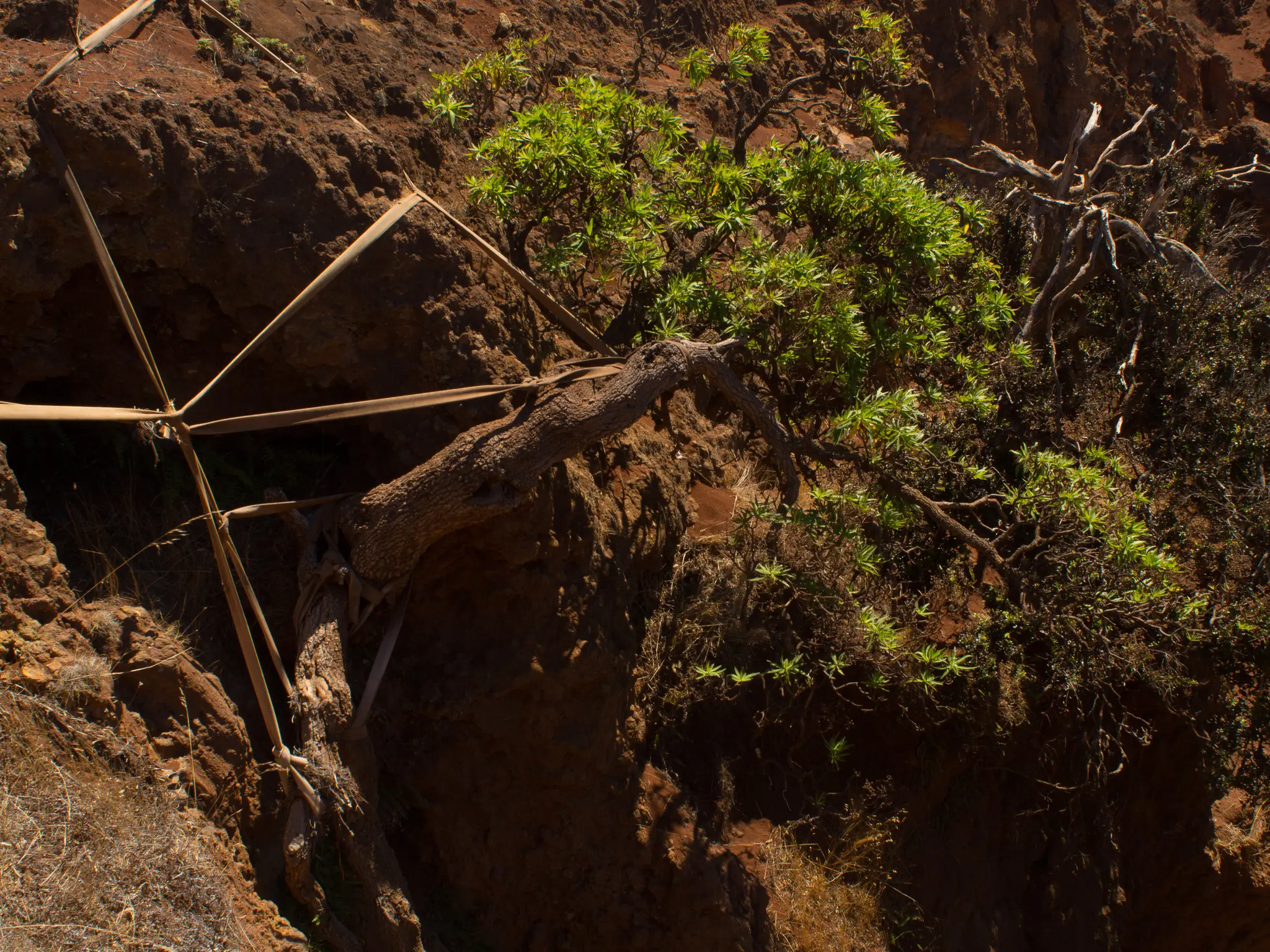 Scientists rescue seeds from THIS last remaining tree in wild before it goes extinct Scientists rescue seeds from THIS last remaining tree in wild before it goes extinct