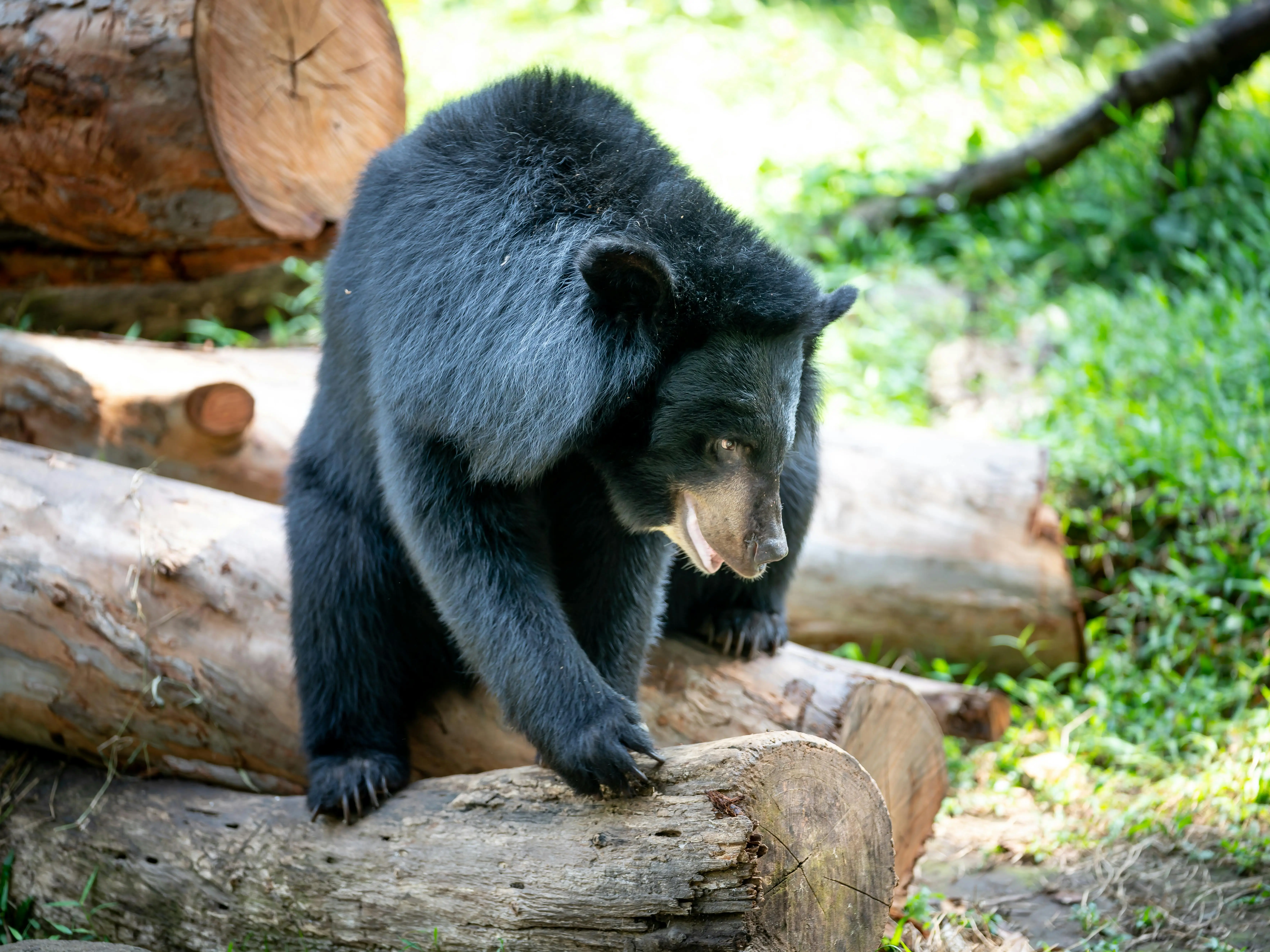 Bear on the loose in Japanese city forces closure of nearly 100 schools Bear on the loose in Japanese city forces closure of nearly 100 schools