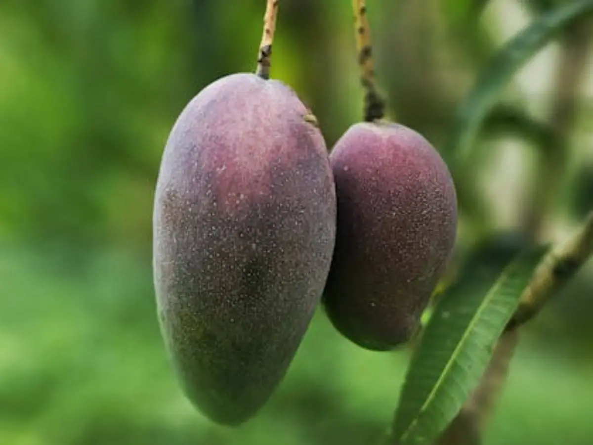 Unique cultivation