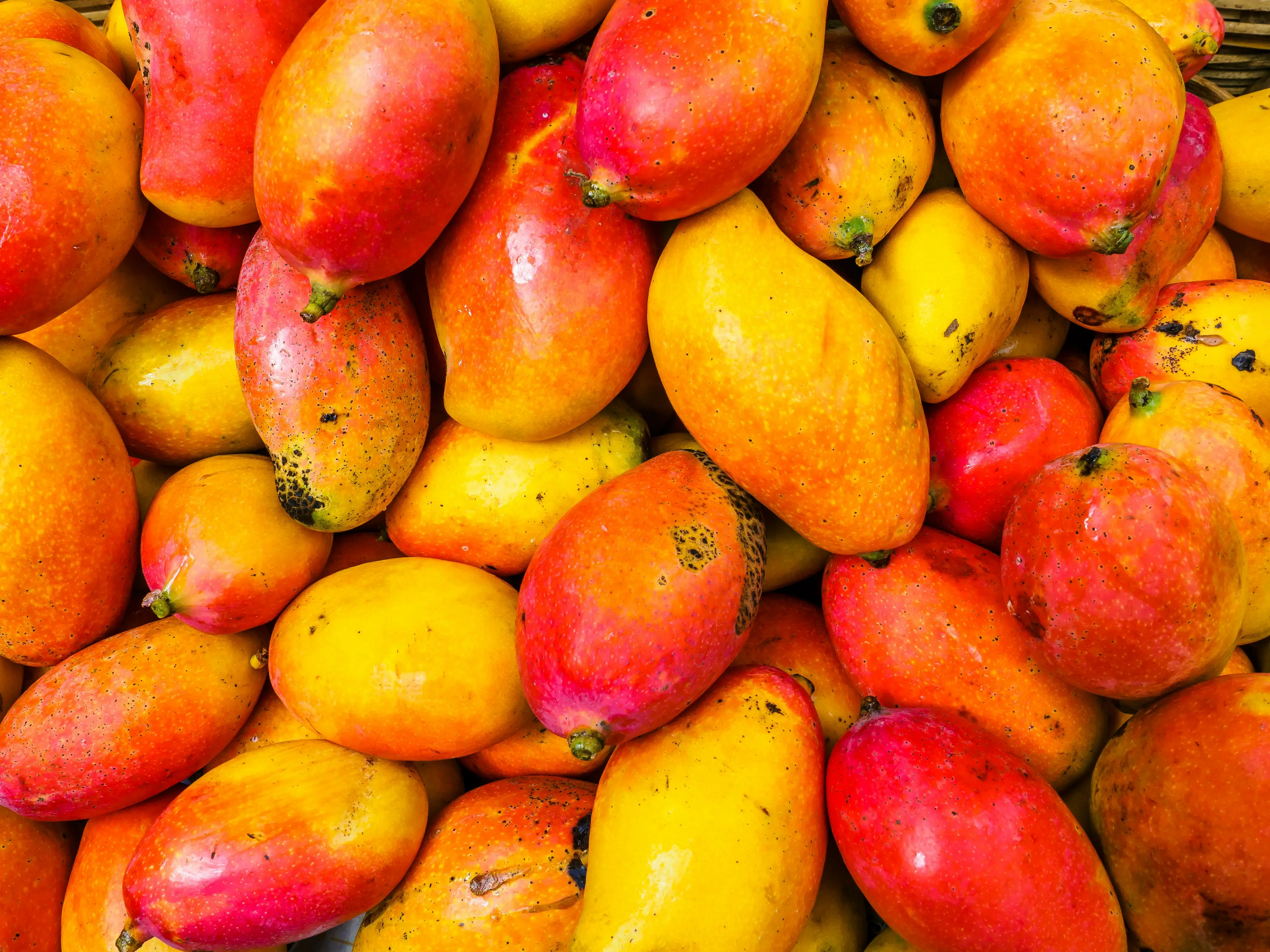 Why Nepal joins Japan in banning Indian Mango imports & how it could impact exporters Why Nepal joins Japan in banning Indian Mango imports & how it could impact exporters