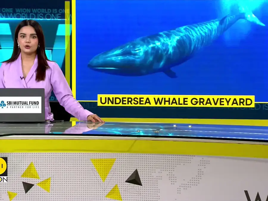Millions-Of-Years-Old Whale Graveyard Found On Ocean Floor