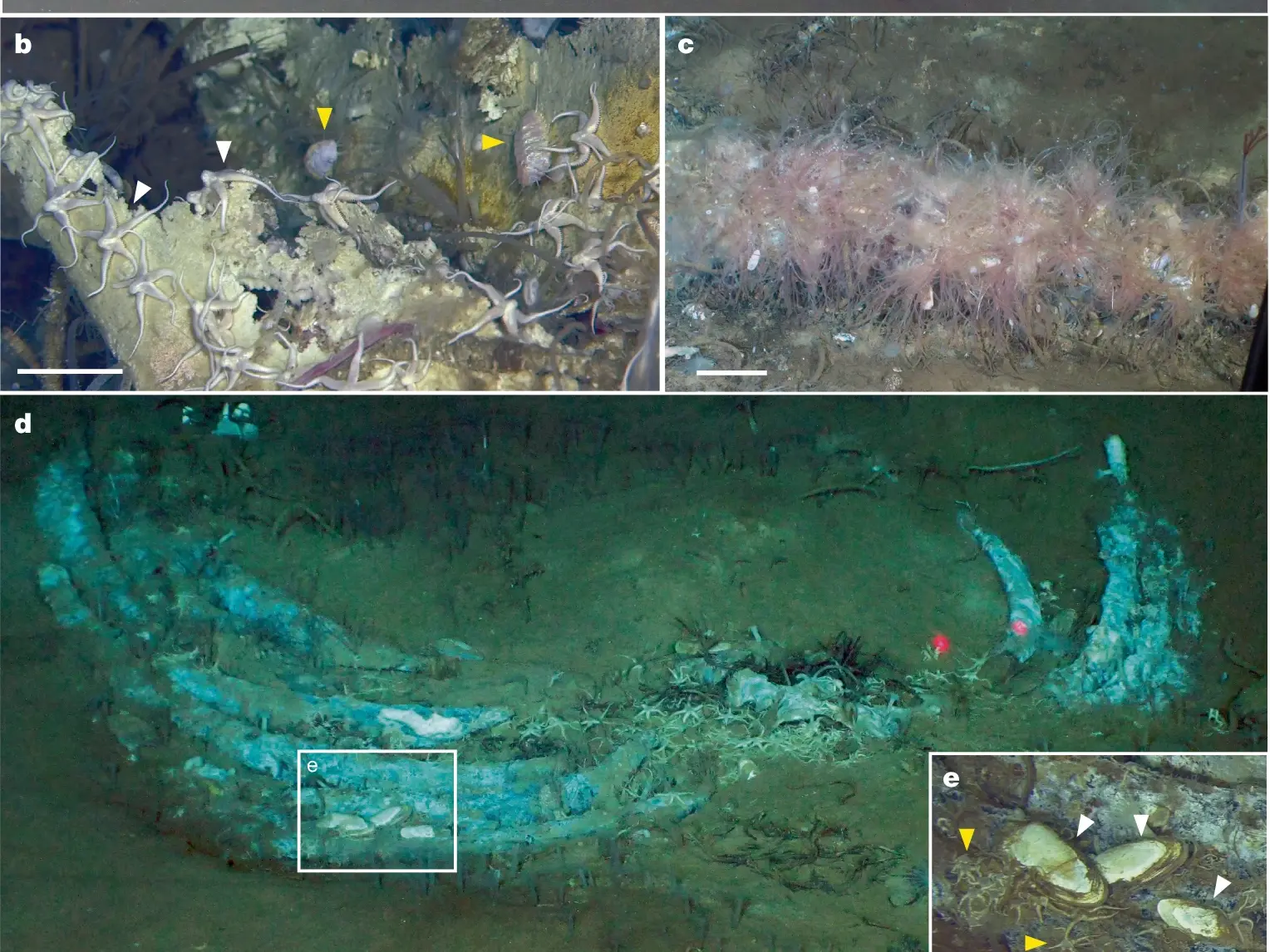Scientists discover world's largest 'whale graveyard' hidden 7km beneath the Indian Ocean Scientists discover world's largest 'whale graveyard' hidden 7km beneath the Indian Ocean