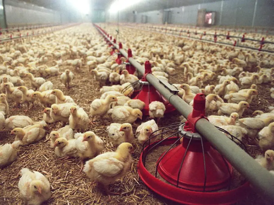 Red meat a luxury? Why Pakistan is turning to chicken