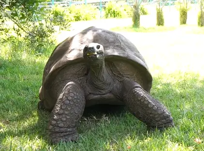 Born during queen Victoria's reign: 194-yr old tortoise named Guinness World Records ICON for 2026 - VIDEO