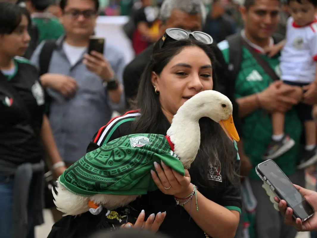 What the duck! Viral sensation Merlin denied entry to stadium to watch Mexico's game. Here's what happened What the duck! Viral sensation Merlin denied entry to stadium to watch Mexico's game. Here's what happened