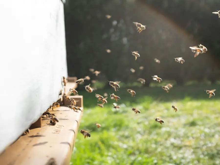 Do honey bees have their own unique flight routes? Scientists reveal surprising truth