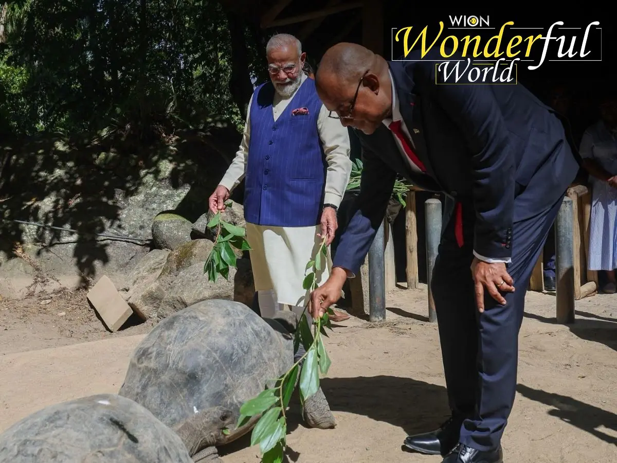 WION Wonderful World | What is the Aldabra giant tortoise? Meet one of longest living spices PM Modi visited in Seychelles WION Wonderful World | What is the Aldabra giant tortoise? Meet one of longest living spices PM Modi visited in Seychelles