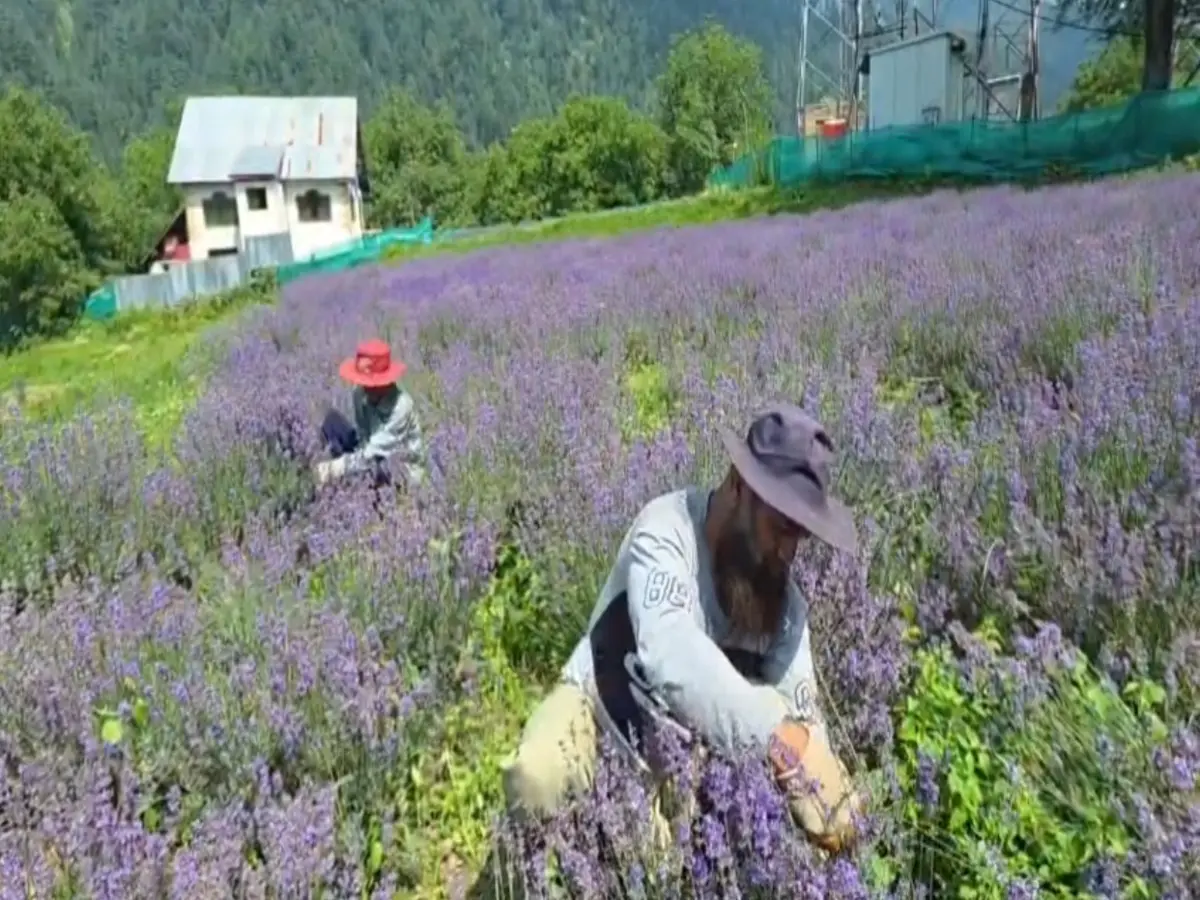 LoC border villages get lavender push as government promotes medicinal crops LoC border villages get lavender push as government promotes medicinal crops