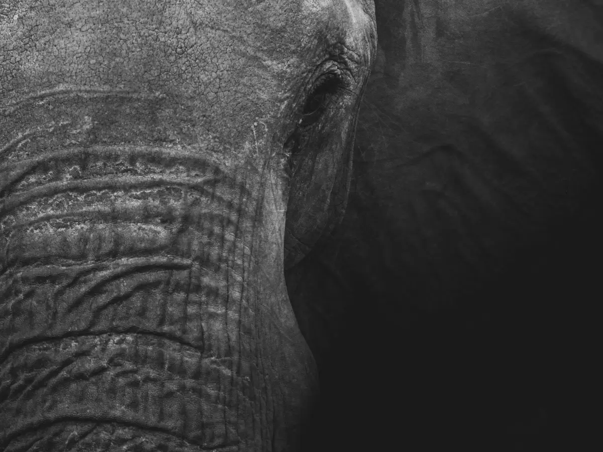 14 years and 17 km: Elephant in Nepal finds same family it attacked in 2012, kills two more members 14 years and 17 km: Elephant in Nepal finds same family it attacked in 2012, kills two more members