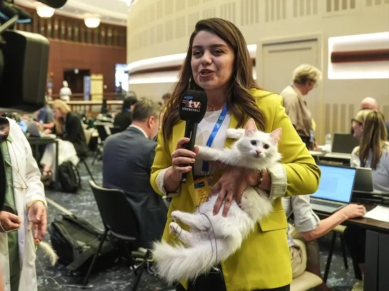 WATCH | Turkish Angora cats steal the spotlight at NATO summit in Ankara WATCH | Turkish Angora cats steal the spotlight at NATO summit in Ankara